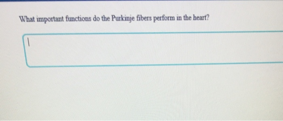 What important functions do the Purkinje fibers perform in the heart?