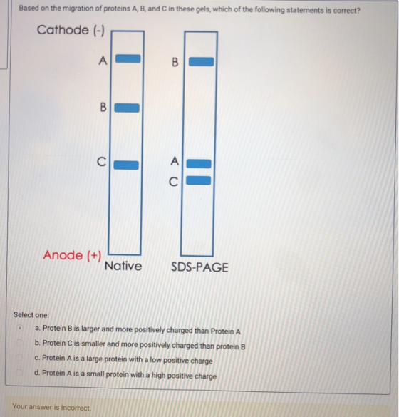 Based on the migration of proteins A, B, and C in these gels, which of the following statements is correct? Cathode (-) Anode