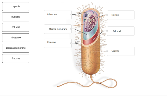 capsule Ribosome Nucloid nucleoid cell wall Plasma membrane Cell wall ribosome Fimbriae plasma membrane Capsule fimbriae