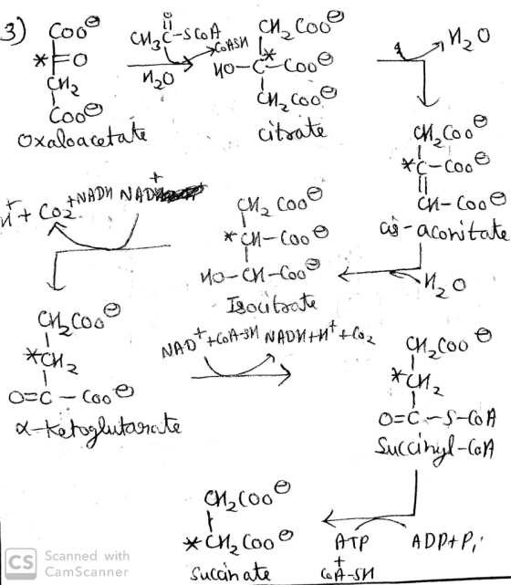 he cone Ash an₂o -ѕ оf си, сое Hot 10-& cool ii (Mecone nost oxaloacetate a citrate CHCooo NADY NAD *C-coole ch-Cooe as-aconi