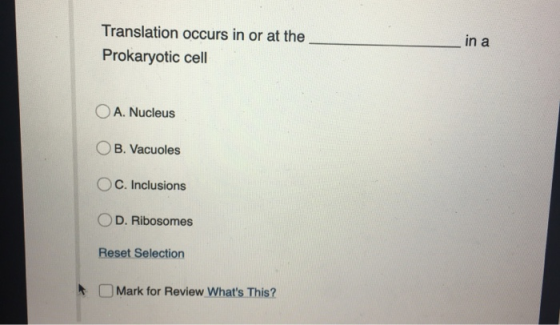 Translation occurs in or at the Prokaryotic cell in a O A. Nucleus OB. Vacuoles OC. Inclusions OD. Ribosomes Reset Selection