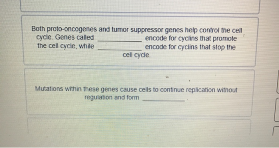 Both proto-oncogenes and tumor suppressor genes help control the cell cycle. Genes called encode for cyclins that promote the