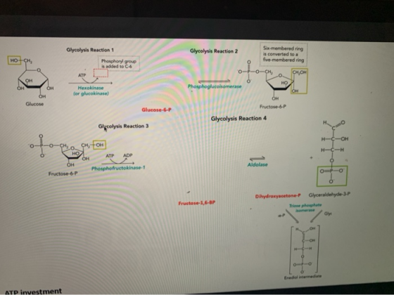 Glycolysis Reaction 1 Glycolysis Reaction 2 Six-membered ring is converted to a five-membered ring Phosphoryl group is added