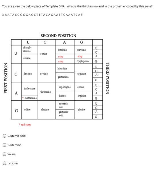 You are given the below piece of Template DNA. What is the third amino acid in the protein encoded by this gene? 3A ATACGGGG