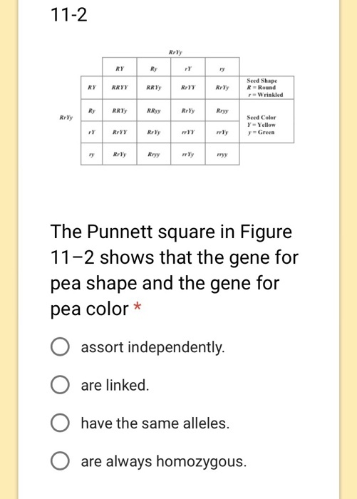 Tall In the Punnett square shown in Figure 11-1, w