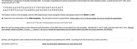 The following is a fragment of double-stranded DNA. It encodes a hypothetical 6 amino acid protein and includes the start (in