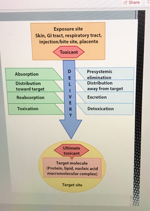 Share Exposure site Skin, GI tract, respiratory tract, injection/bite site, placenta Toxicant Absorption Distribution toward