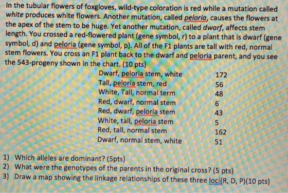 In the tubular flowers of foxgloves, wild-type coloration is red while a mutation called white produces white flowers. Anothe