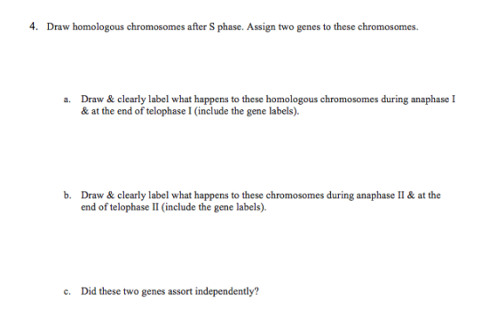 4. Draw homologous chromosomes after S phase. Assign two genes to these chromosomes. a. Draw & clearly label what happens to