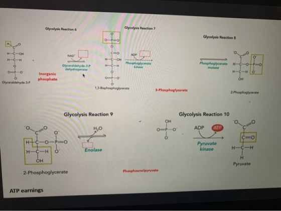 Glycolysis Reaction 7 Glycolysis Reaction 6 Glycolysis Reaction 8 NAD COH Phosphoglycerate HC-OT Phosphaglycerate LH ở Glycer