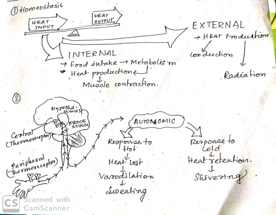O Homeostasis HEAT OUTPUT HEAT INPUT M EXTERNAL HEAT Production, conduction INTERNAL → food èulake → Metabolism Heat producti