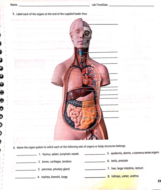 Name Lab TimeDate 1. Label each of the organs at the end of the supplied leader lines. 2. Name the organ system to which each