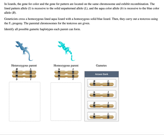 In lizards, the gene for color and the gene for pattern are located on the same chromosome and exhibit recombination. The lin