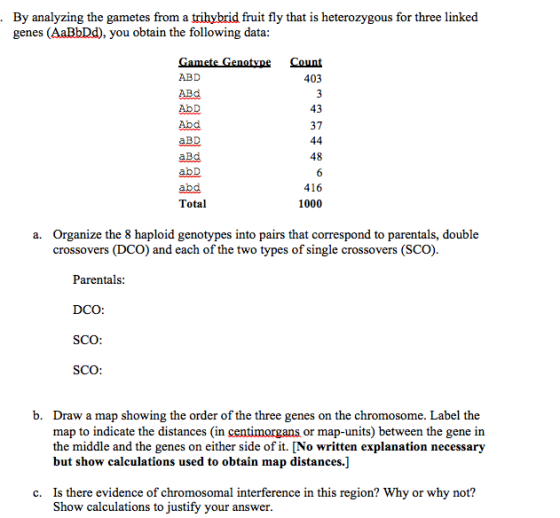 By analyzing the gametes from a trihybrid fruit fl