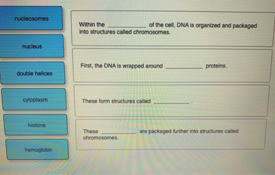 nucleosomes Within the of the cell, DNA is organized and packaged into structures called chromosomes. nucleus First, the DNA
