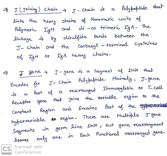 J (joining ) Chain - Chain is a Polypeptice that links the heavy chains of Monomeric units of Polymeric IgM and diror trimeri