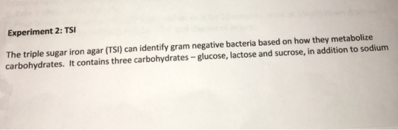 Experiment 2: TSI The triple sugar iron agar (TSI) can identify gram negative bacteria based on how they metabolize carbohydrates. It contains three carbohydrates-glucose, lactose and sucrose, in addition to sodium