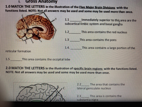 Gross Anatomy 1.0 MATCH THE LETTERS in the illustration of the five Major Brain Divisions with the functions listed. NOTE: No