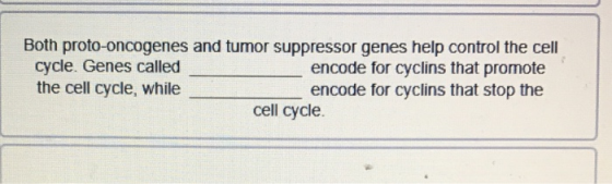 Both proto-oncogenes and tumor suppressor genes help control the cell cycle. Genes called encode for cyclins that promote the