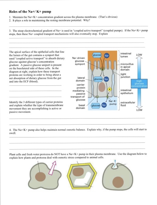 Roles of the Na+/ K+ pump 1. Maintain the Nat/K+ concentration gradicnt across the plasma membrane. (Thats obvious) 2. It plays a role in maintaining the resting membrane potential. Why? 3. The steep electrochemical gradient of Na+ is used in coupled active transport (coupled pumps). If the Nat/K+ pump stops, then these Na+ coupled transport mechanisms will also eventually stop. Explain The apical surface of the epithelial cells that line the lumen of the gut contains a symport that used coupled active transport to absorb dietary glucose against glucoses concentration gradient. A passive glucose uniport is present on the basolateral side of these cells. In the diagram at right, explain how these transport proteins are working in order to bring about a net absorption of dictary glucose from the gut and into the ECF (blood). intestinal LOW lumen Na Na-driven glucose symport in apical tight lateral glucose protein transport of Identify the 3 different types of carrier proteins and explain whether the type of transmembrane movement they are accomplishing is active or NaKextracellular pump fluid basal Na Low passive movements 4. The Nat/K+ pump also helps maintain normal osmotic balance. Explain why, if the pump stops, the cells will start to swell. Plant cells and fresh water protozoa do NOT have a Na+/K+ pump in their plasma membrane. Use the diagram below to explain how plants and protozoa deal with osmotic stress compared to animal cells.