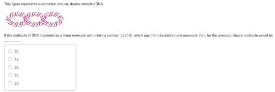 This figure represents supercoiled, circular, double-stranded DNA: If this molecule of DNA originated as a linear molecule with a linking number (L) of 30, which was then circularized and unwound, the L for the unwound circular molecule would be O32 O 18 O 28 O 30 20