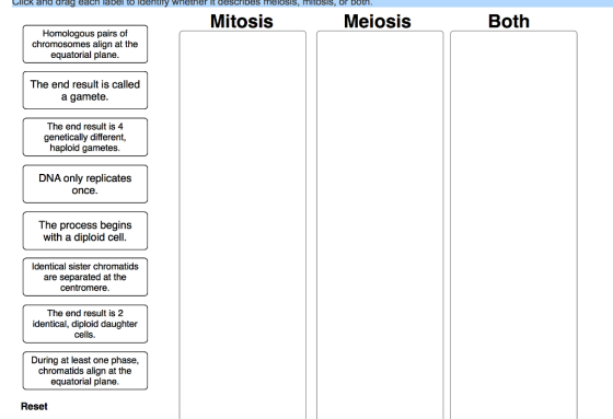 Click and drag each label to laentmy Whether it deschbes meiosis, mitosis, or both. to Meiosis Mitosis Homologous pairs of chromosomes align at the equatorial plane. The end result is called a gamete. The end result is 4 genetically different, haploid gametes. DNA only replicates once. The process begins with a diploid cell. Identical sister chromatids are separated at the Centromere. The end result is 2 identical, diploid daughter cells. During at least one phase, chromatids align at the equatorial plane. Reset Both