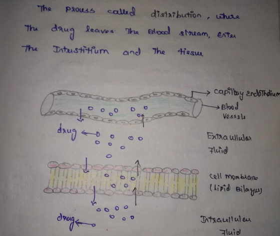 The The prouss called distribution, where leaves The Blood stream, erter Interstitium and The tissue The capilby endothelium