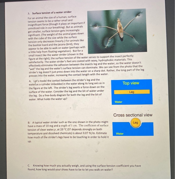 3. Surface tension of a water strider For an animal the size of a human, surface tension seems to be a rather small and insig