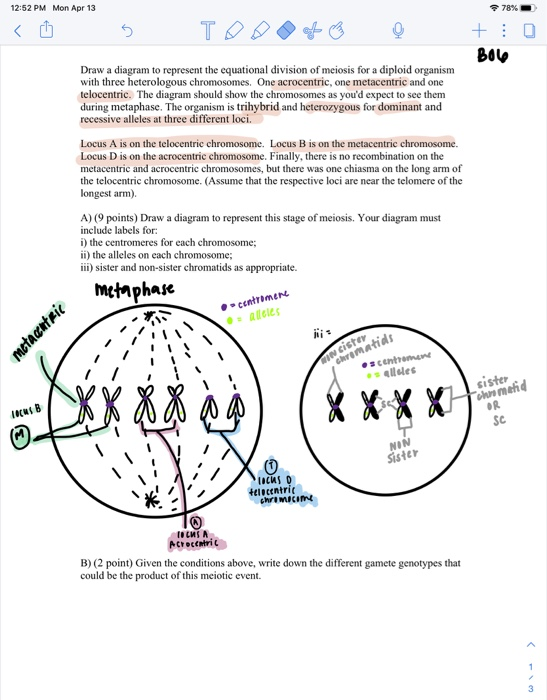 12:52 PM Mon Apr 13 78% B06 Draw a diagram to represent the equational division of meiosis for a diploid organism with three