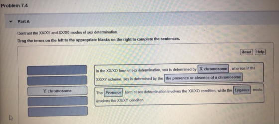 Problem 7.4 Part A Contrast the XXXY and XXXo modes of sex determination Drag the terms on the left to the appropriate blanks