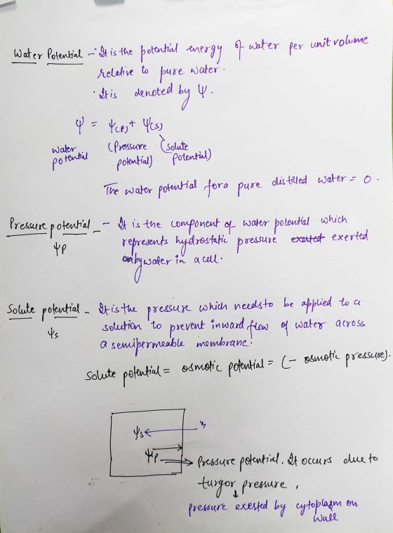 water per water. water potential potential) distilled water =0. Water Potential - It is the potential energy of we unit volum