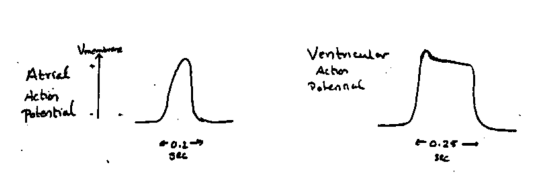 Atrial =Tл = Ventricular Acton i 7, Action Potential .L +0.-