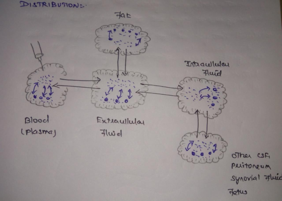 DISTRIBUTION Fat هلي اليه Hund Blood (plasma) Exteaulluloy Fluid other csai Peritoneum synovial Fluid Jetus