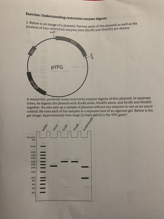 Exercise: Understanding restriction enzyme digests 1. Below is an image of a plasmid. Various parts of the pl location of two