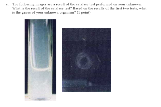The following images What is the result of the catalase test? Based on the results of the first two tests, what is the genus