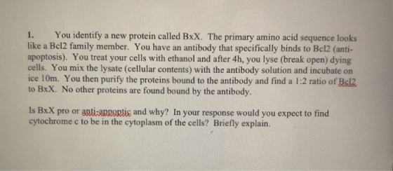 1. You identify a new protein called BxX. The primary amino acid sequence looks like a Bcl2 family member. You have an antibo