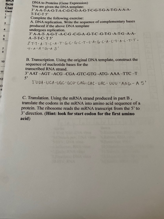 Scie Clas Class DNA to Proteins (Gene Expression) You are given the DNA template: 3 A-A-T-A-G-T-A-C-G-C-G-A-G-T-C-G-T-G-A-T-