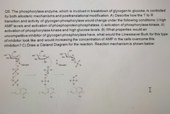 Q5. The phosphorylase enzyme, which is involved in breakdown of glycogen to glucose, is controlled by both allosteric mechani