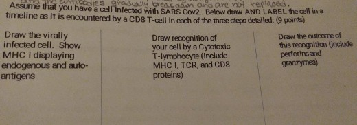Assume that someodies arodvally creat doon and are not replaced A ute that you have a cell infected with SARS Coy2 Below draw