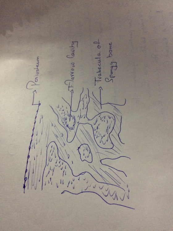 I s مردمليون e larrow arrow Cavity - Trabecula of Spongy bone