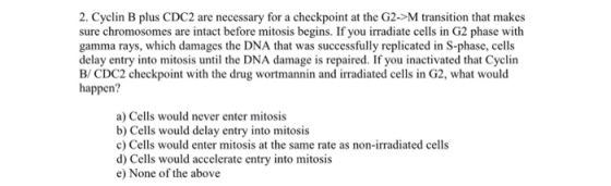 2. Cyclin B plus CDC2 are necessary for a checkpoint at the G2->M transition that makes sure chromosomes are intact before mitosis begins. If you irradiate cells in G2 phase with gamma rays, which damages the DNA that was successfully replicated in S-phase, cells delay entry into mitosis until the DNA damage is repaired. If you inactivated that Cyclin B/ CDC2 checkpoint with the drug wortmannin and irradiated cells in G2, what would happen? a) Cells would never enter mitosis b) Cells would delay entry into mitosis c) Cells would enter mitosis at the same rate as non-irradiated cells d) Cells would accelerate entry into mitosis e) None of the above