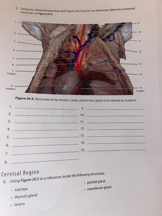 5. Using your dissected specimen and Fig structures on Figure 20.4. cted specimen and Figures 20.2 and 20.3 as references, la