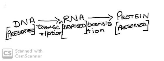 DNA-TRNA- > PROTEIN transcorsPOSED esansla [PRESERVED PRESERVEY Olption Jtion La cs Scanned with CamScanner