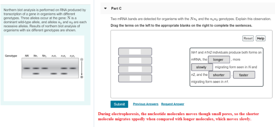 Part C Northern blot analysis is performed on RNA produced by transcription of a gene in organisms with different genotypes.