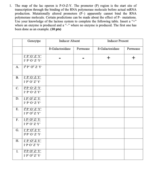 1. The map of the lac operon is P-O-Z-Y. The promoter (P) region is the start site of transcription through the binding of th