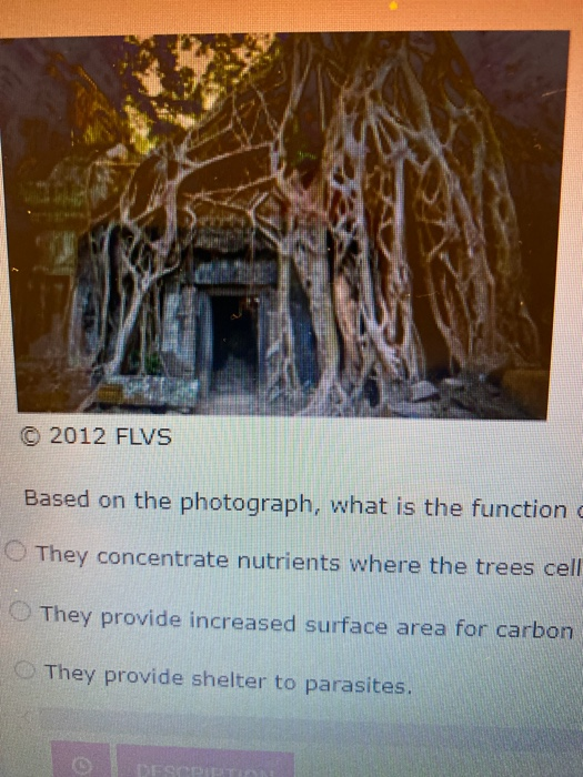 © 2012 FLVS Based on the photograph, what is the function They concentrate nutrients where the trees cell They provide increa