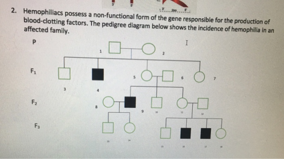 2. Hemophiliacs possess a non-functional form of the gene responsible for the production of blood-clotting factors. The pedig