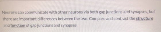 Neurons can communicate with other neurons via both gap junctions and synapses, but there are important differences between t