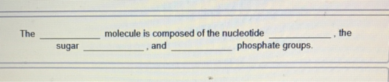 The the 7 molecule is composed of the nucleotide and phosphate groups sugar