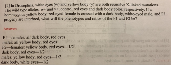 141 In Drosophila, white eyes (w) and yellow body (y) are both recessive X-linked mutations. The wild type alleles, w+ and y+